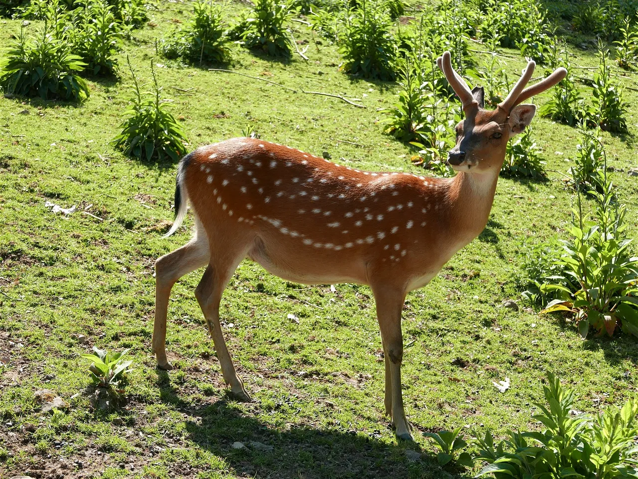 Schwarzwaldzoo Waldkirch – Bild 2
