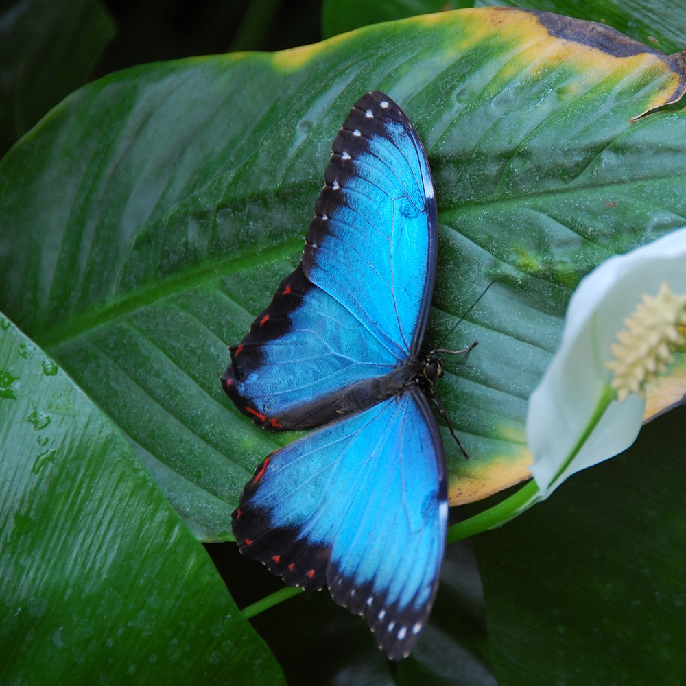 Papilonia Dinkelsbühl - Schmetterlingshaus – Bild 3