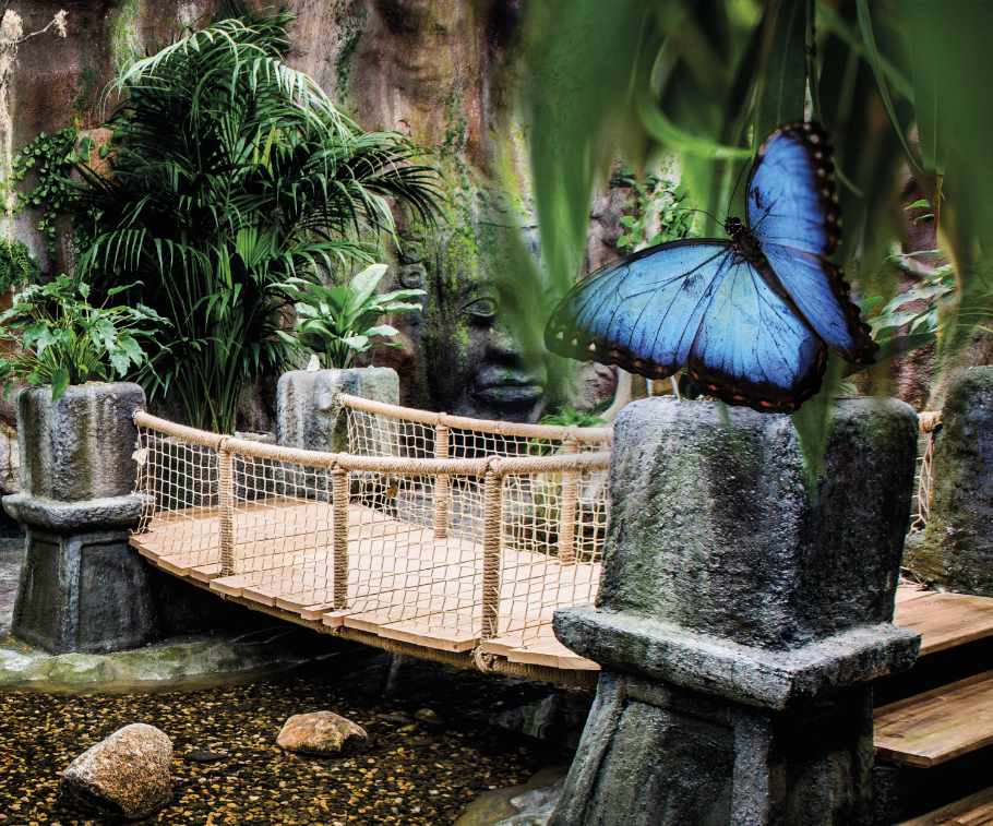 Papilonia Dinkelsbühl - Schmetterlingshaus – Bild 5