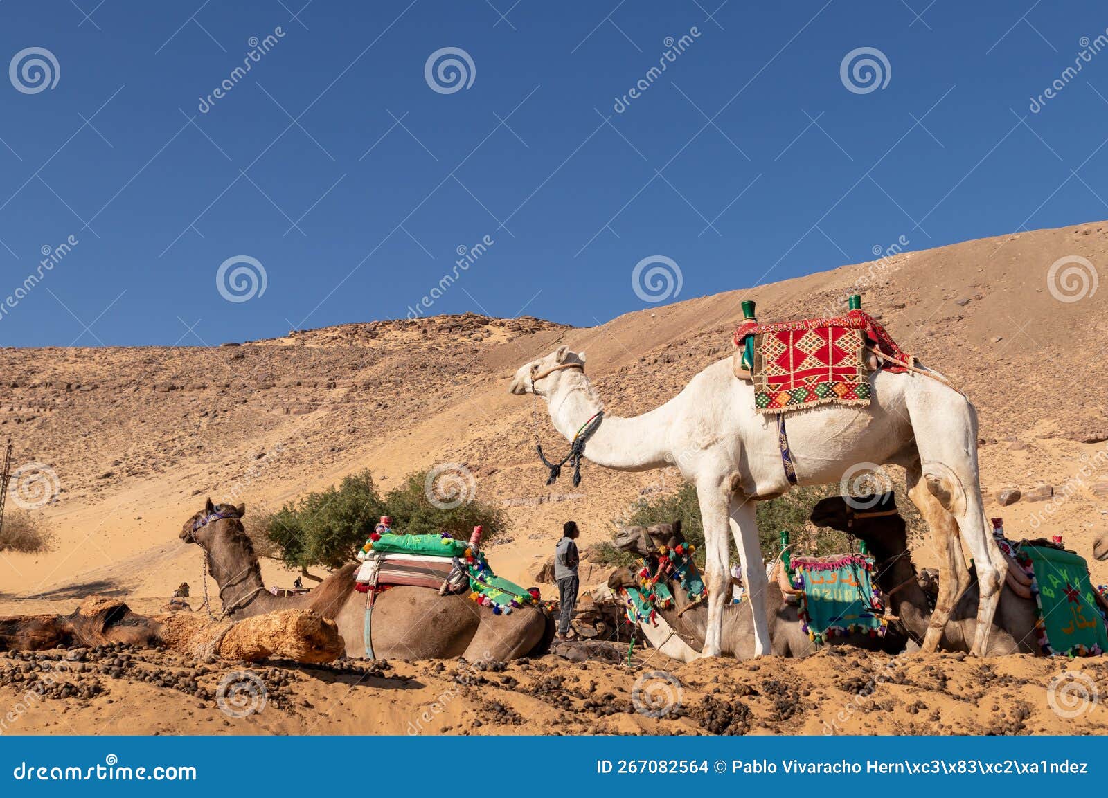 Kamele mit Sandkiste – Bild 2