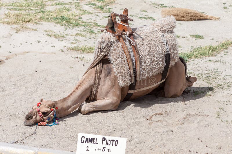 Kamele mit Sandkiste – Bild 3