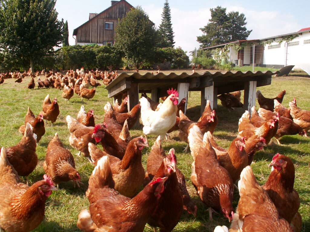 Bioland-Hof Petra & Eckhardt Eisenach – Bild 3