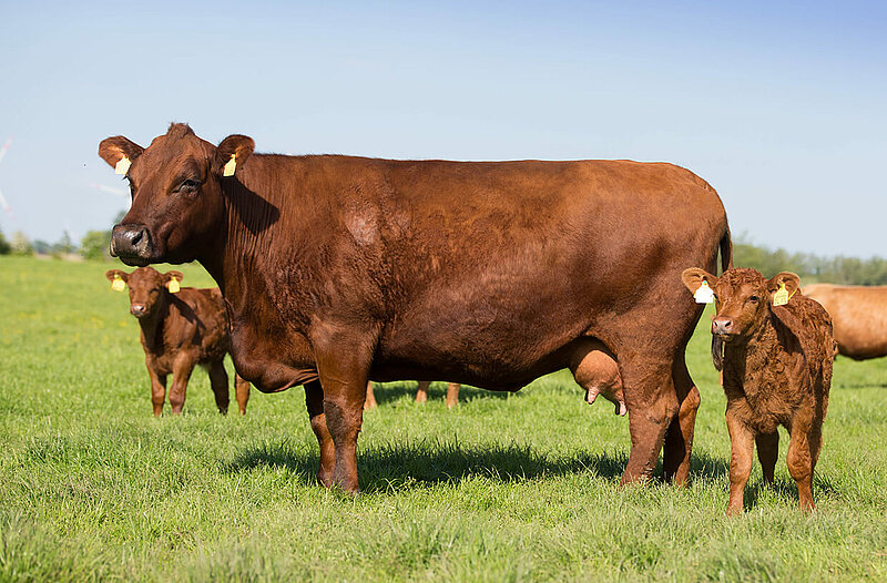 Meves-Hof – Bild 5