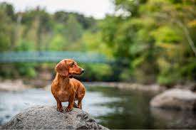 Escarpement Park – Bild 6