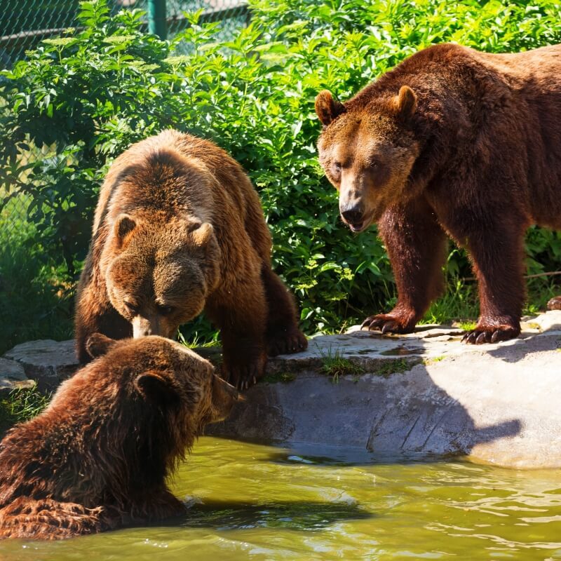Freizeit- und Erholungspark Possen mit eintrittsfreiem Tierpark – Bild 3