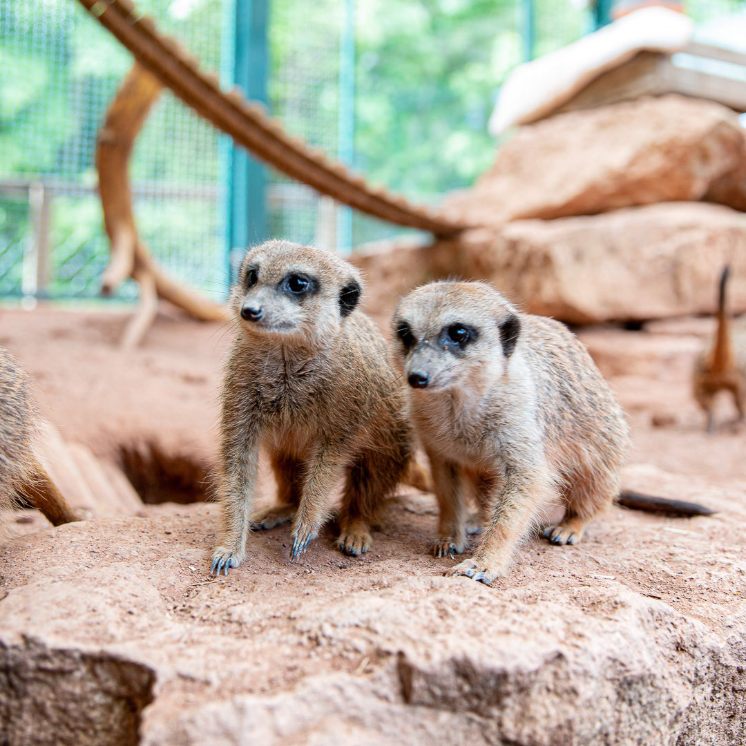 Freizeit- und Erholungspark Possen mit eintrittsfreiem Tierpark – Bild 4