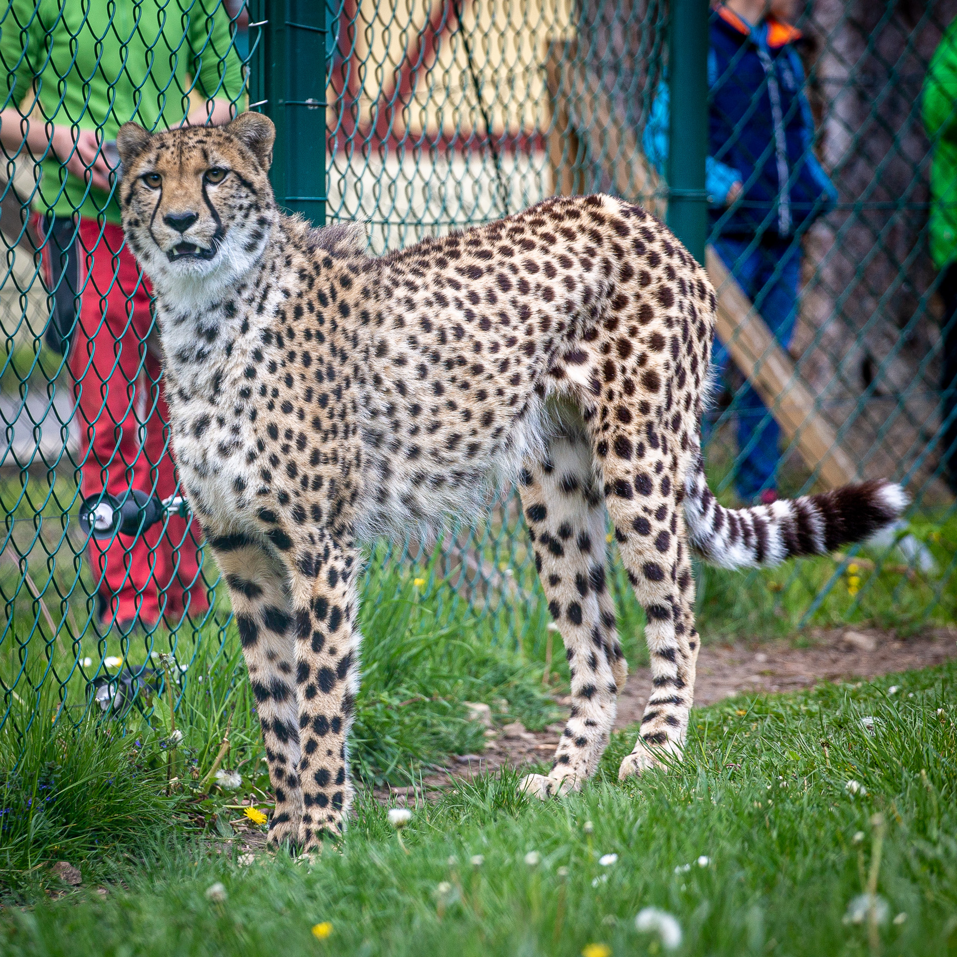 Freizeit- und Erholungspark Possen mit eintrittsfreiem Tierpark – Bild 5