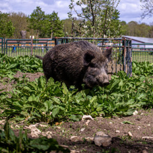 Freizeit- und Erholungspark Possen mit eintrittsfreiem Tierpark – Bild 6