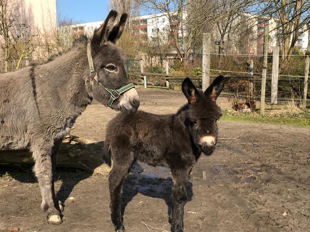 Hansestadt Stendal - Tiergarten – Bild 4