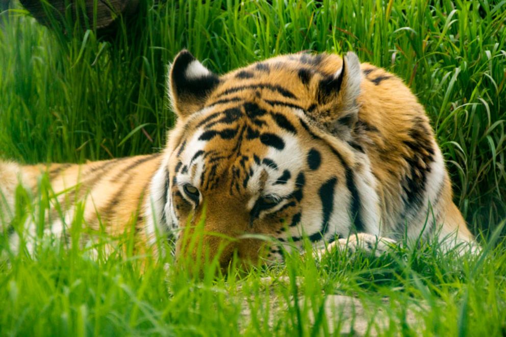 Hansestadt Stendal - Tiergarten – Bild 5