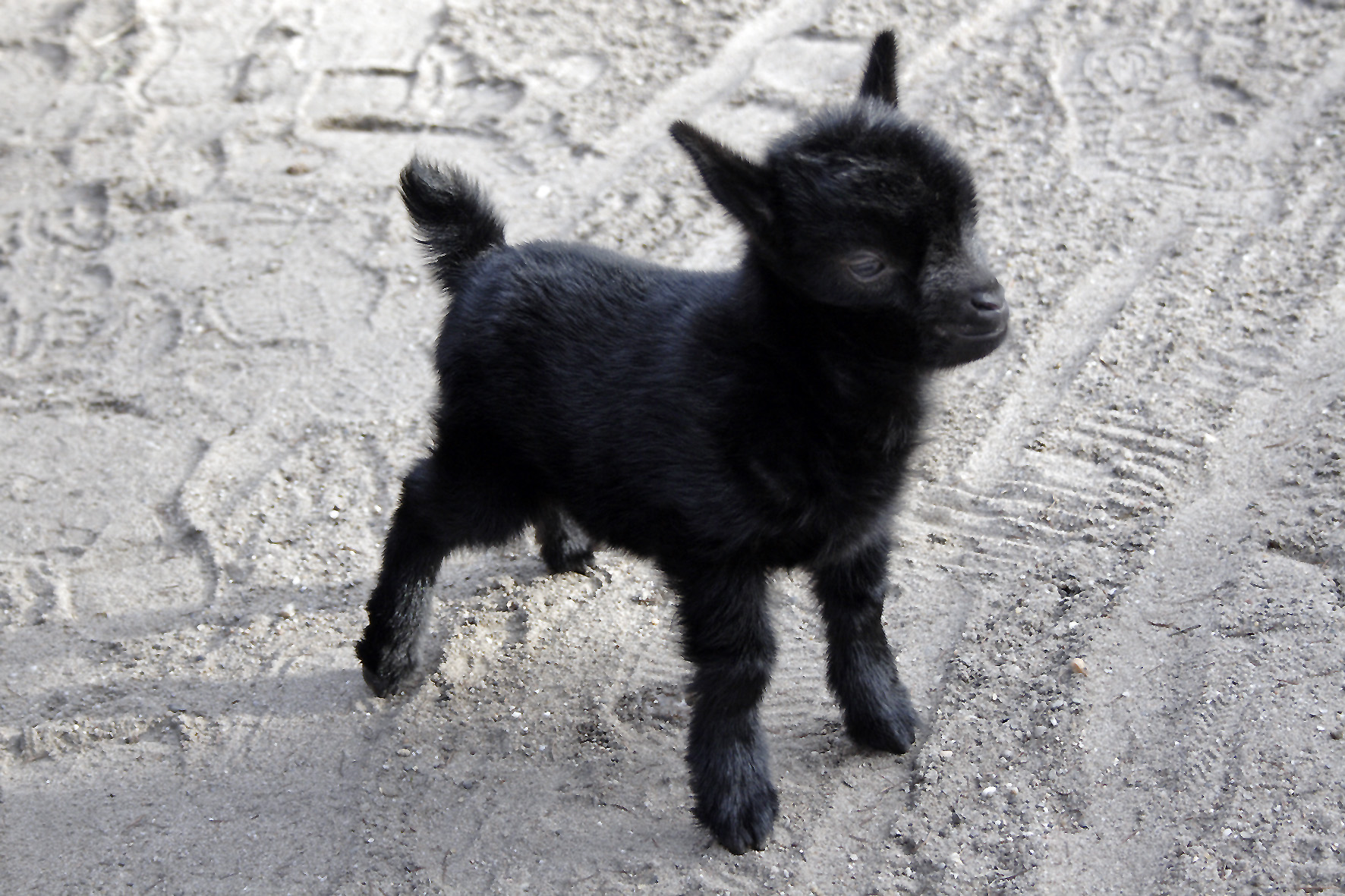 Solinger Vogel- und Tierpark – Bild 5