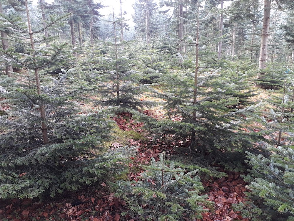 Gut Halstenberg Land- und Forstwirtschaft – Bild 2