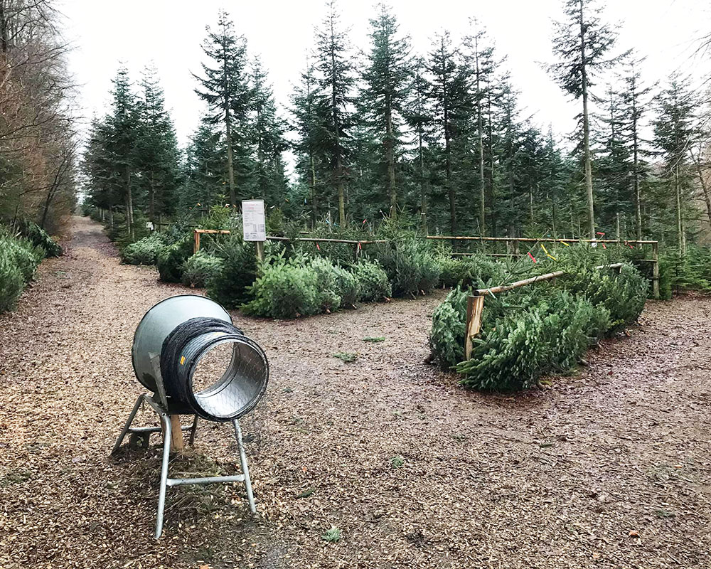 Gut Halstenberg Land- und Forstwirtschaft – Bild 3