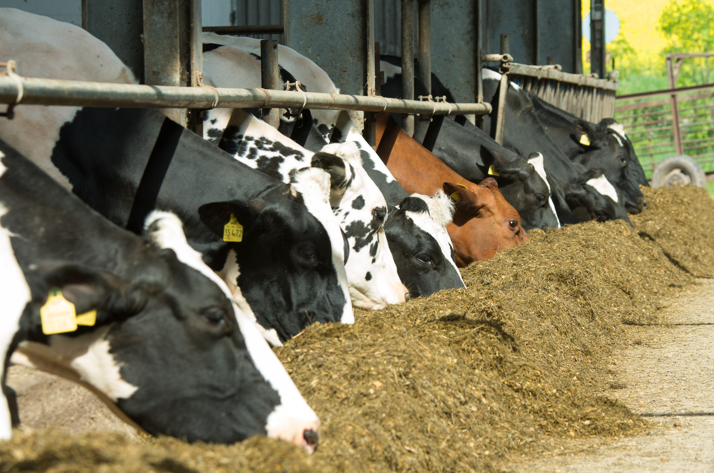 Hof Heisecke – Bild 5