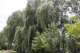 Eastport Park – Bild 6