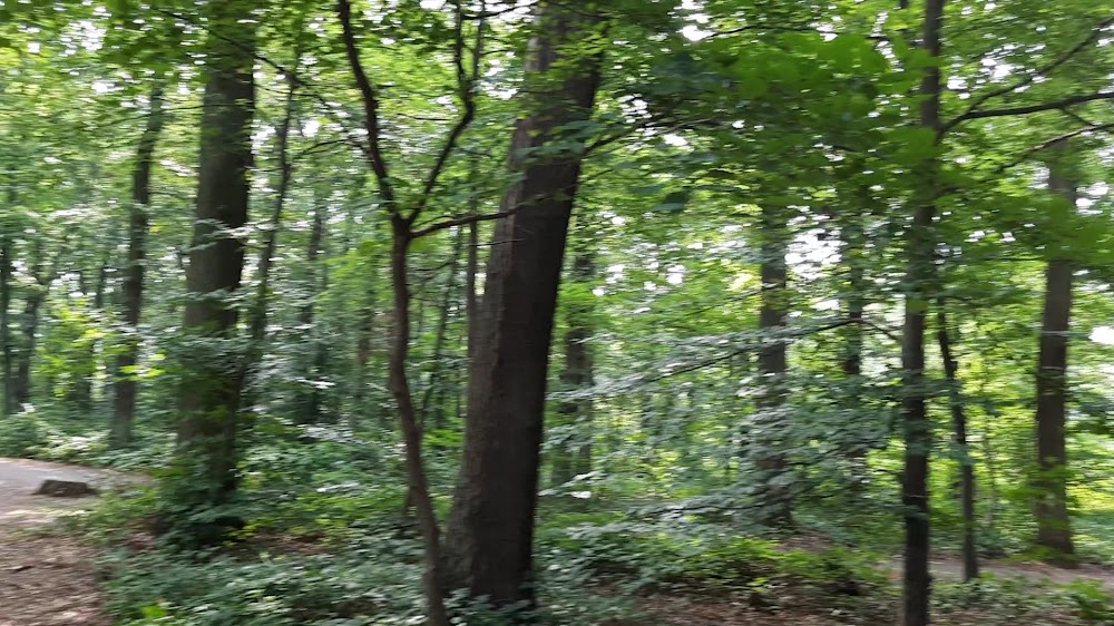 Stadtwald – Bild 3