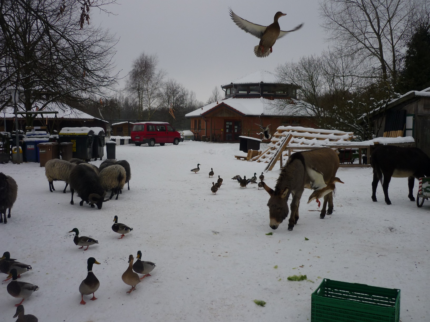 Kinder- und Jugendfarm Bremen e.V. – Bild 5