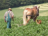 Biohof Heckseifen Kurt Ohrndorf – Bild 3