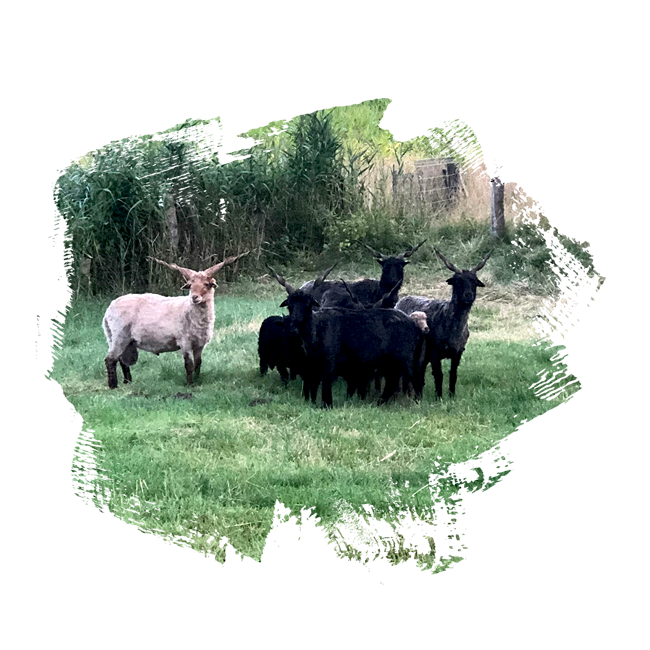 Der Noltenhof - Sophia Hermelingmeier – Bild 2