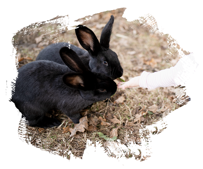 Der Noltenhof - Sophia Hermelingmeier – Bild 5