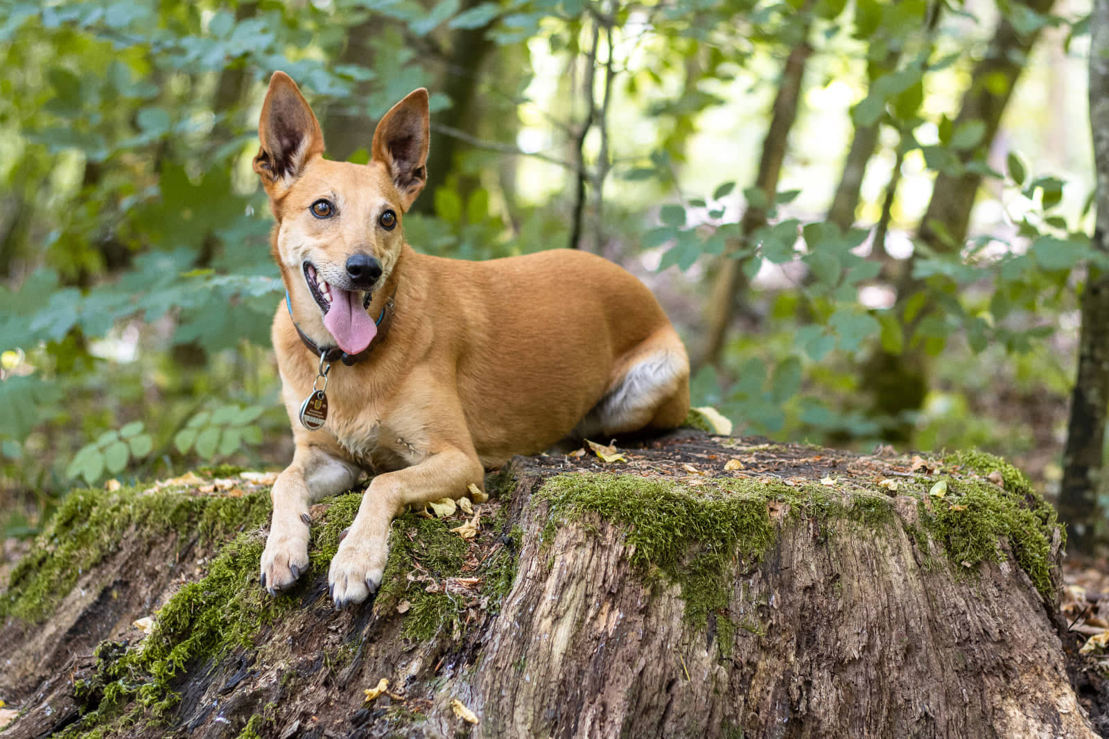Wilhelma, Eingang Pragstraße – Bild 6