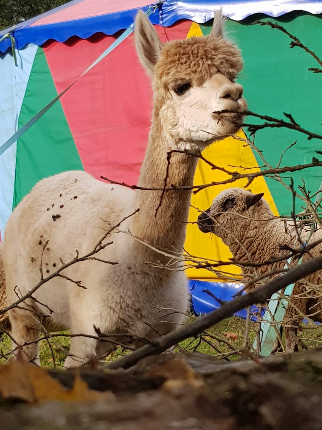 Aufwindhof – Bild 4