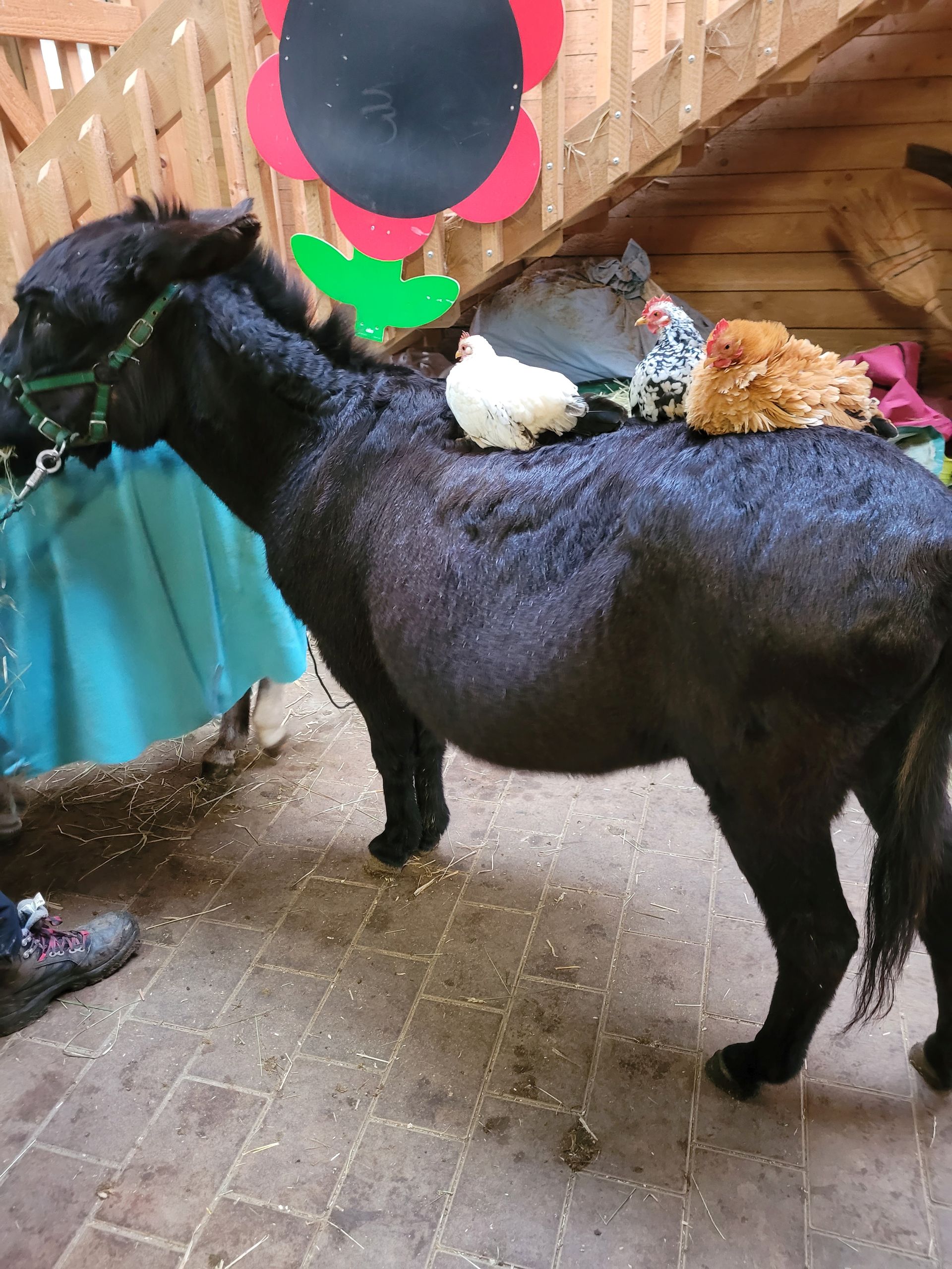 Aufwindhof – Bild 5