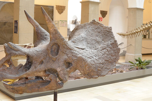 Bayerische Staatssammlung für Paläontologie und Geologie – Bild 1