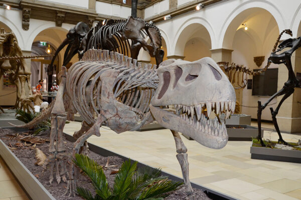 Bayerische Staatssammlung für Paläontologie und Geologie – Bild 4