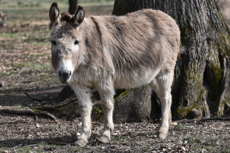 Erholungsgebiet Leidenhausen – Bild 3