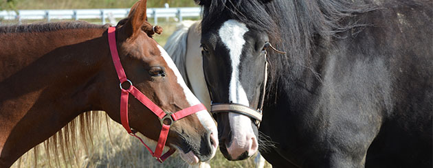 Regenbogenhof - Heike Petermann – Bild 2