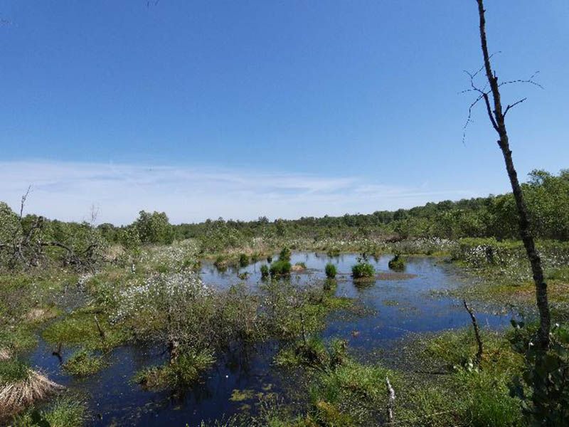 Moorwiesen Cuxhaven – Bild 2