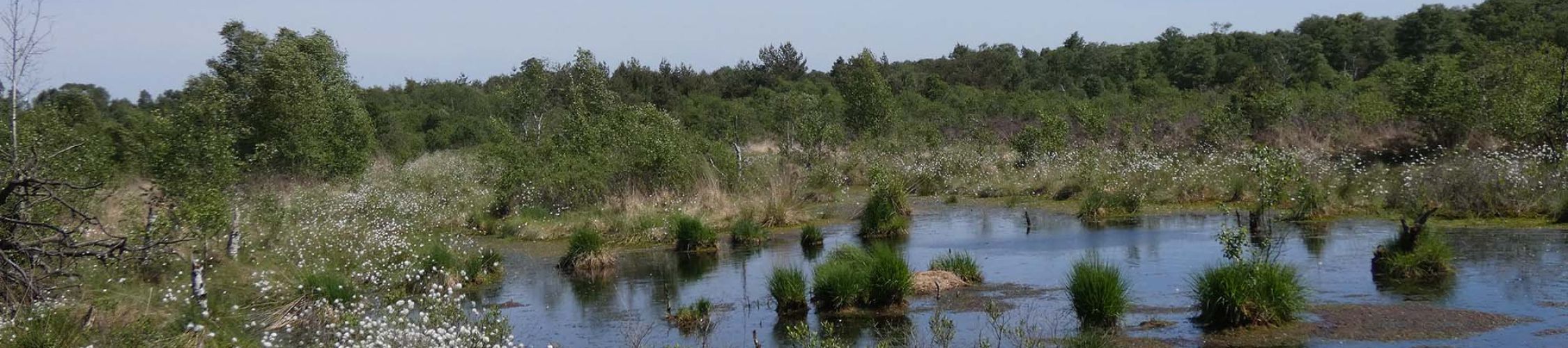 Moorwiesen Cuxhaven – Bild 4