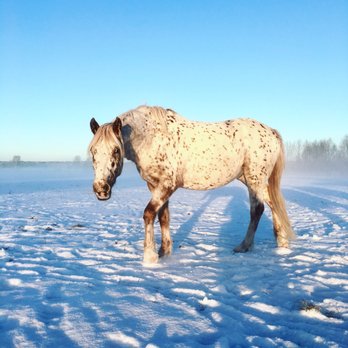 Kinderbauernhof Gussow – Bild 2