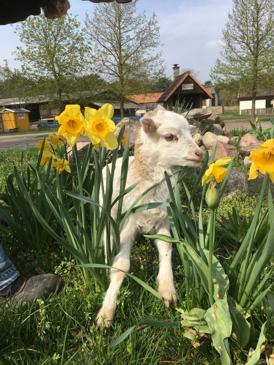 Kinderbauernhof Gussow – Bild 4