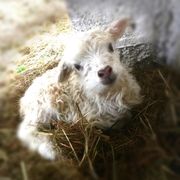 Kinderbauernhof Gussow – Bild 5