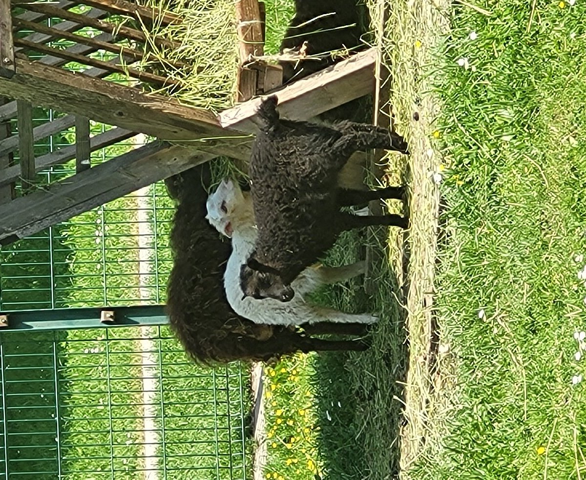 Tierpark Freiberg – Bild 5