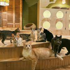 Cleocatra Café - Cat Cafe – Bild 2