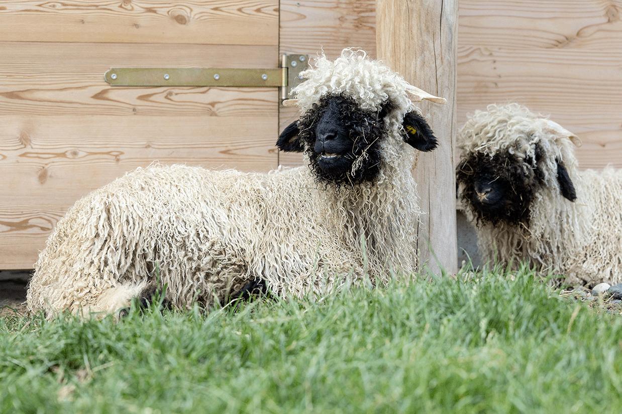 Minizoo „Torgauer Arche“ – Bild 1