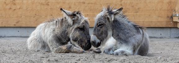 Minizoo „Torgauer Arche“ – Bild 2