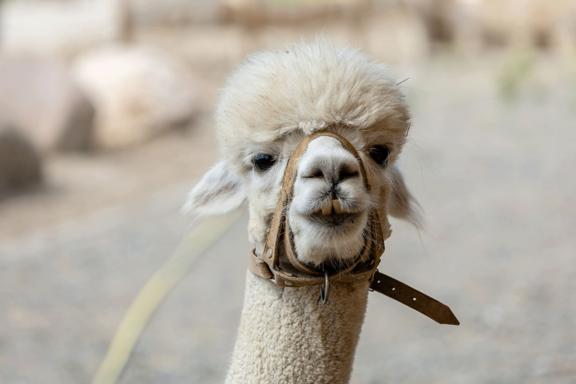 Minizoo „Torgauer Arche“ – Bild 3