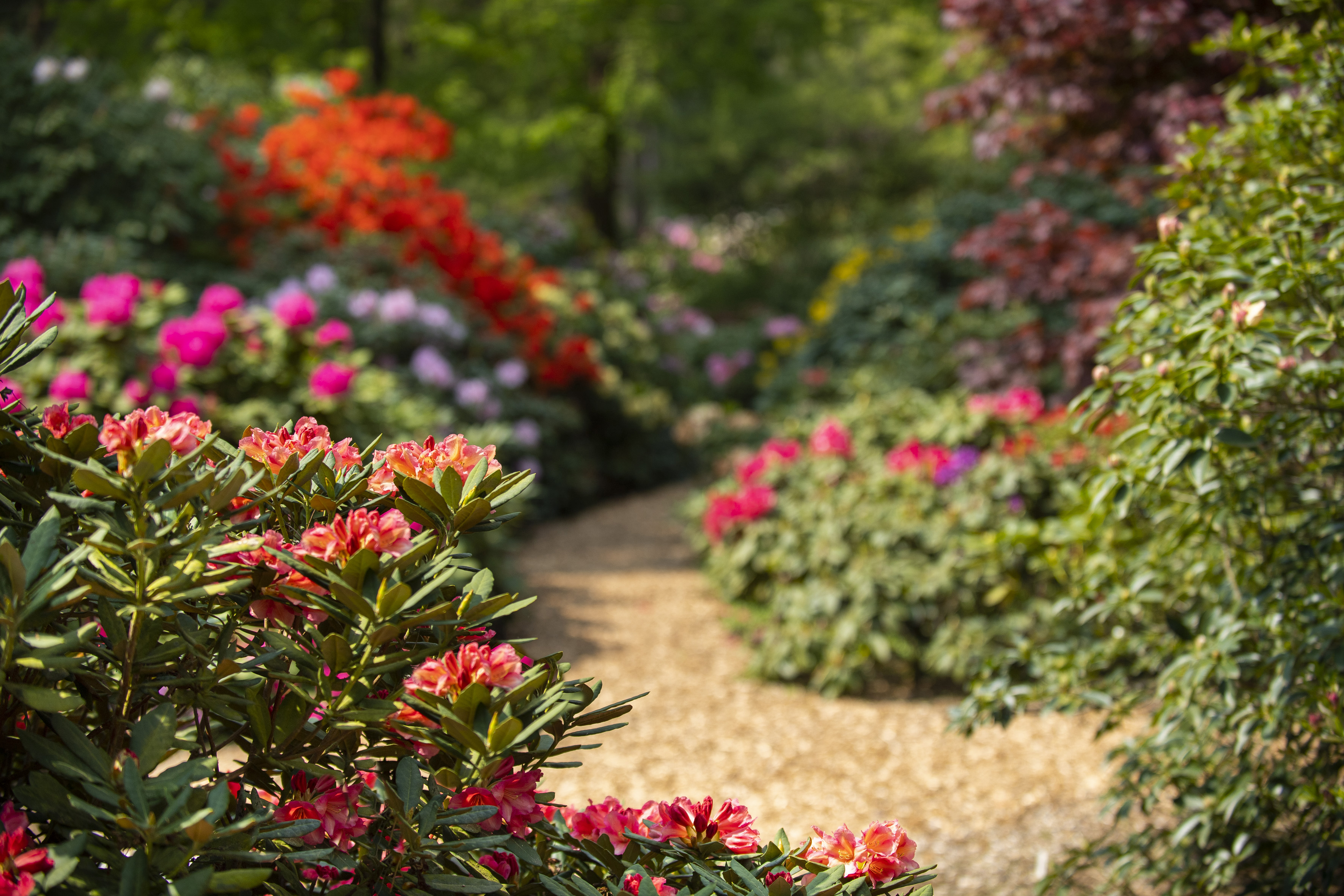 Rhododendronpark Hobbie – Bild 1