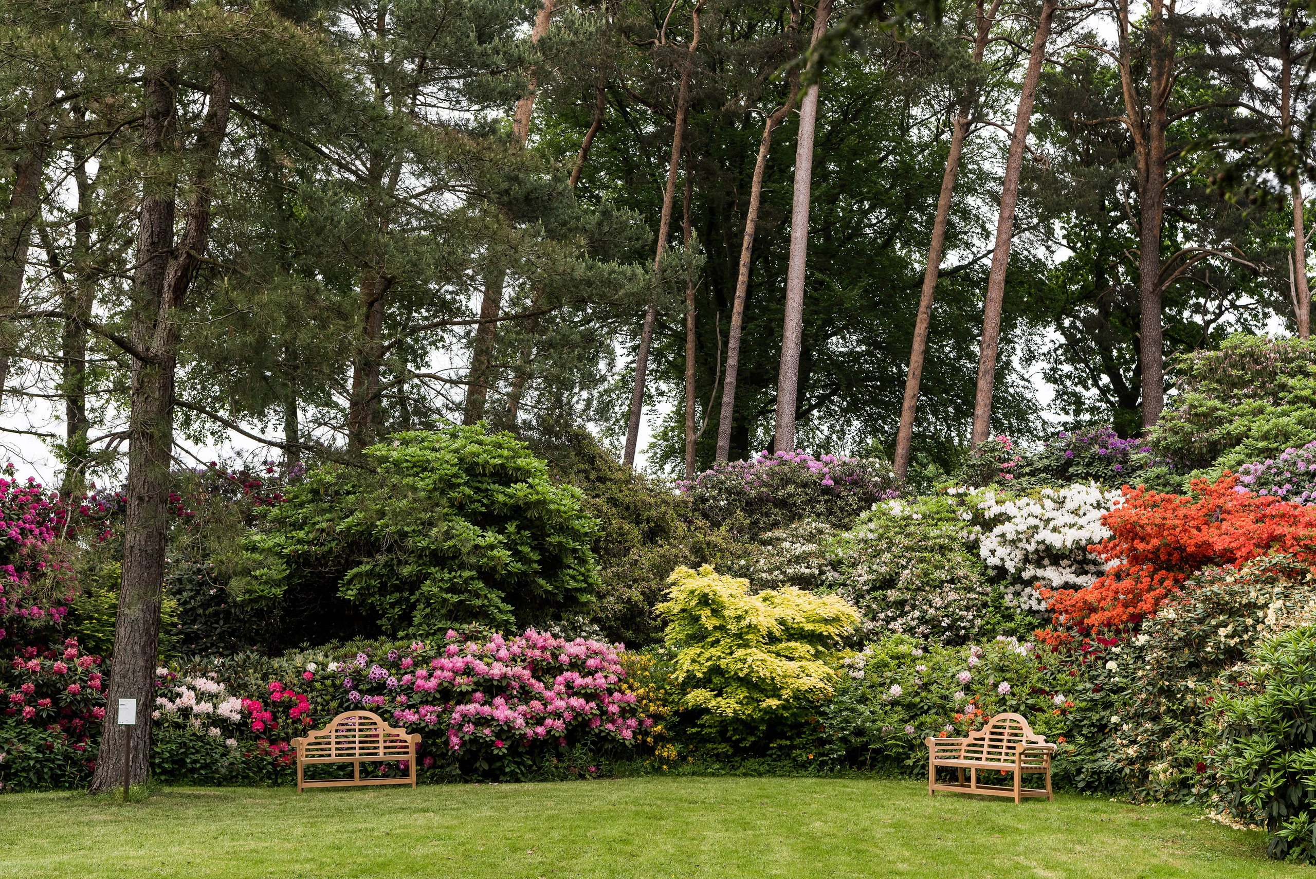 Rhododendronpark Hobbie – Bild 2