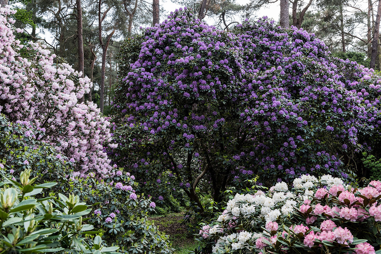 Rhododendronpark Hobbie – Bild 5