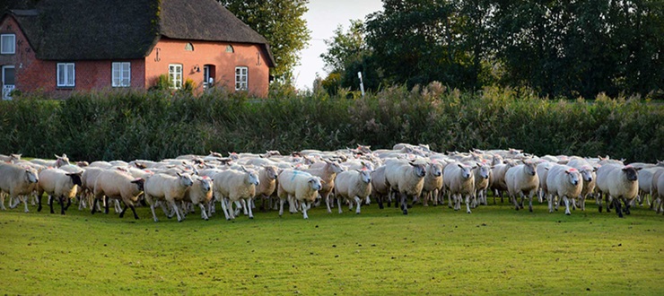 Ferienhof Reigardt Hans Jürgen Reigardt – Bild 5
