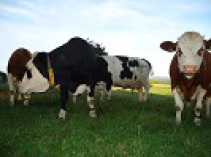 Saargauhof - Frank Hirt – Bild 5