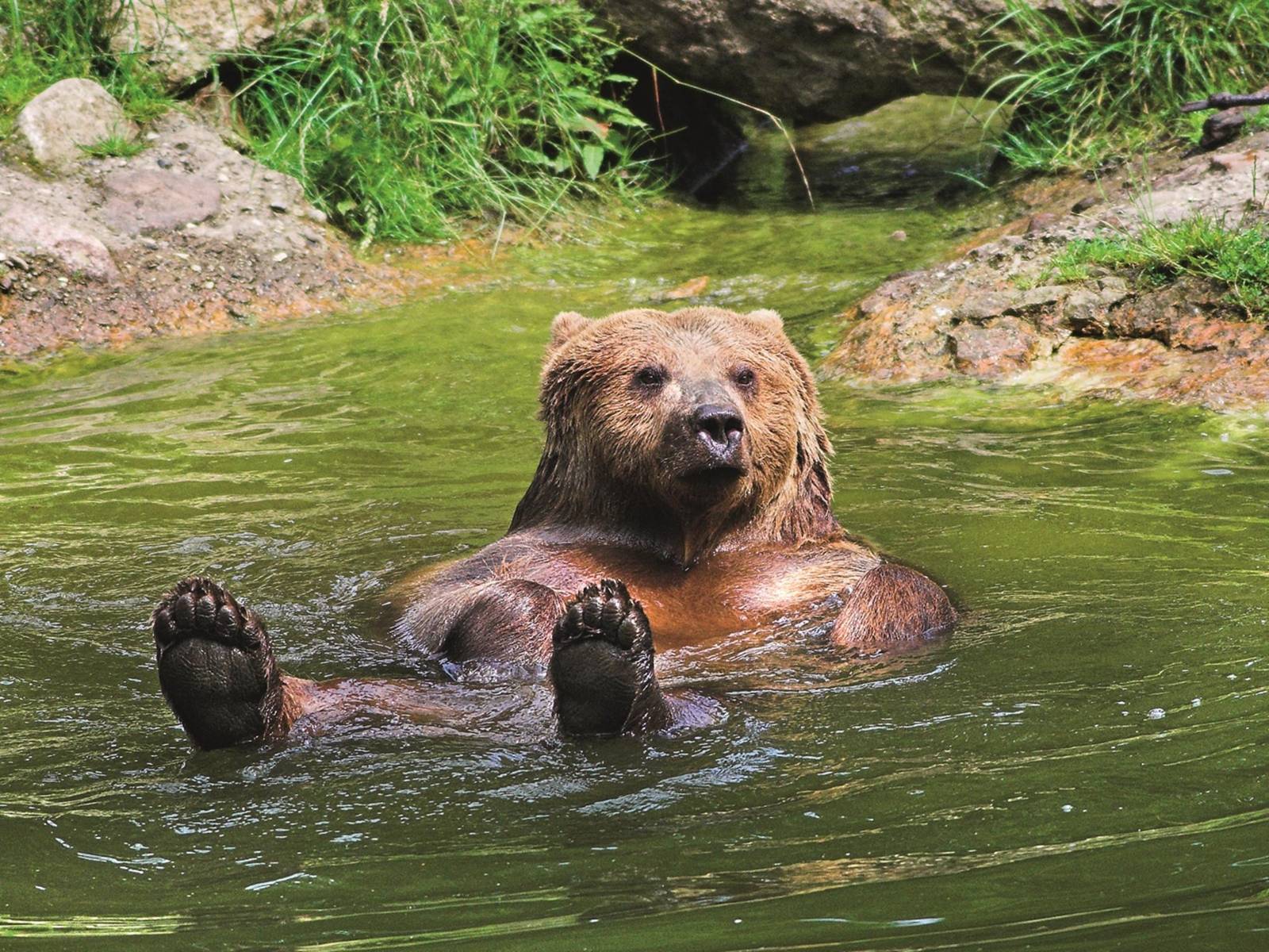 Wisentgehege Springe - Niedersächsische Landesforsten – Bild 2