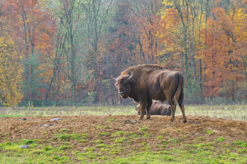 Wisentgehege Springe - Niedersächsische Landesforsten – Bild 3