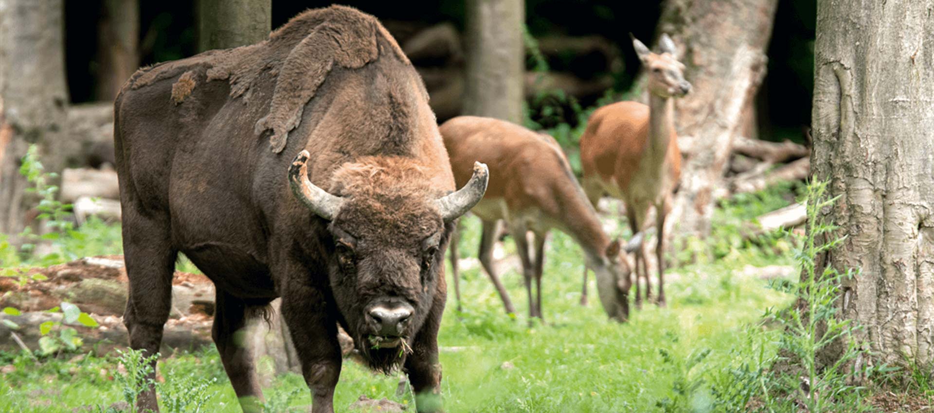 Wisentgehege Springe - Niedersächsische Landesforsten – Bild 4