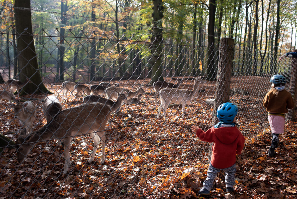 Wildtiergehege – Bild 5
